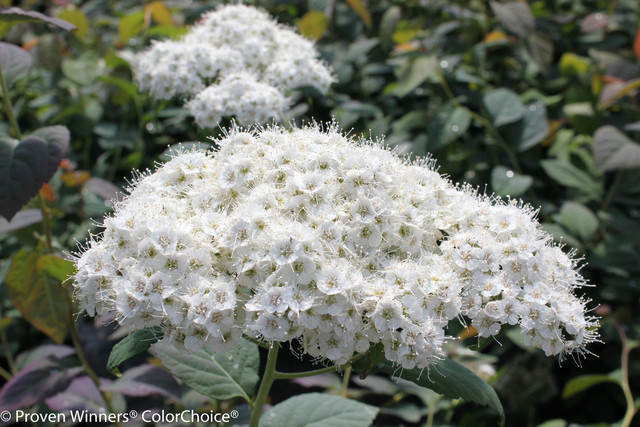 White flowers on Double Play Blue Kazoo spirea