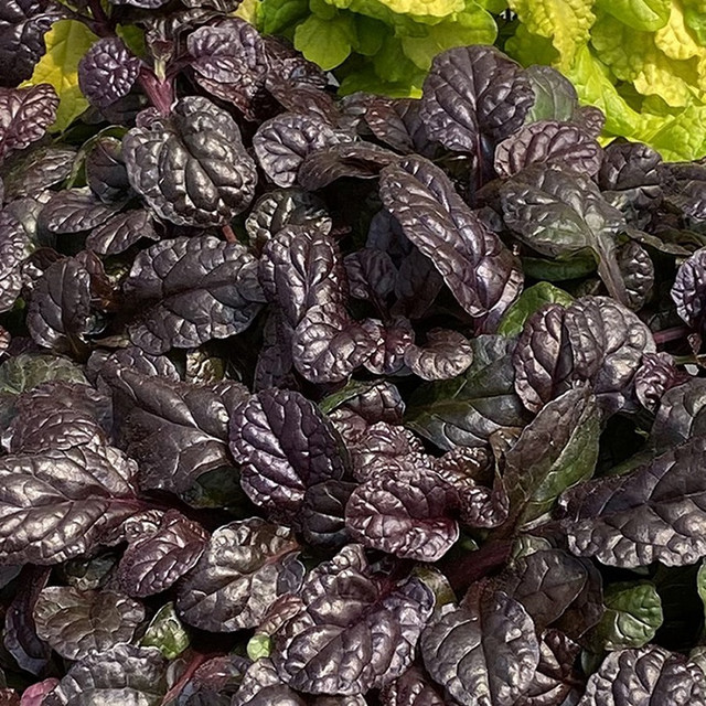 Feathered Friends™ Petite Parakeet Ajuga | Plant Addicts