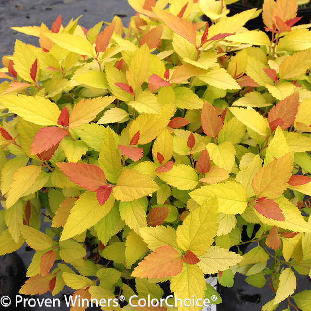 Red orange and yellow foliage on Double Play Candy Corn spirea