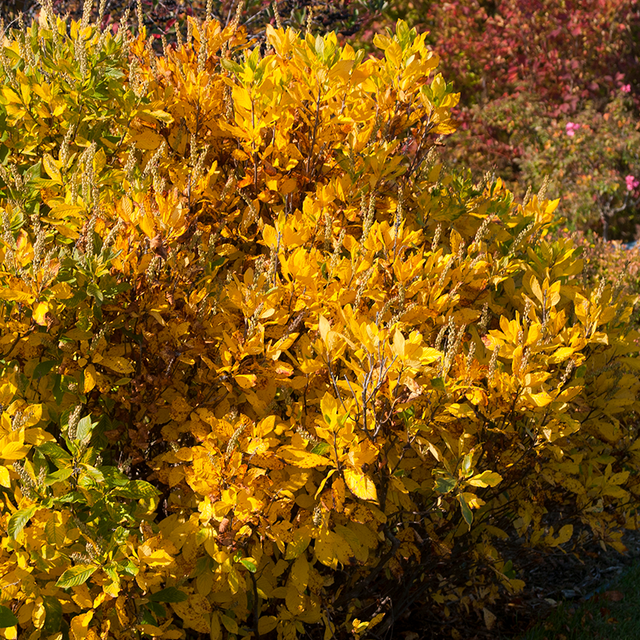 Clethra Summer Sparkler