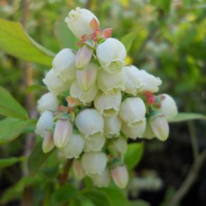 Patriot blueberry plant with ripe berries