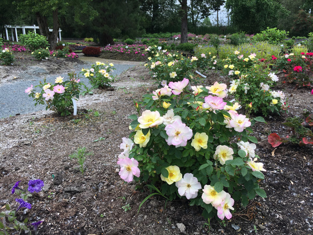 Peach Lemonade® Rose | Plant Addicts