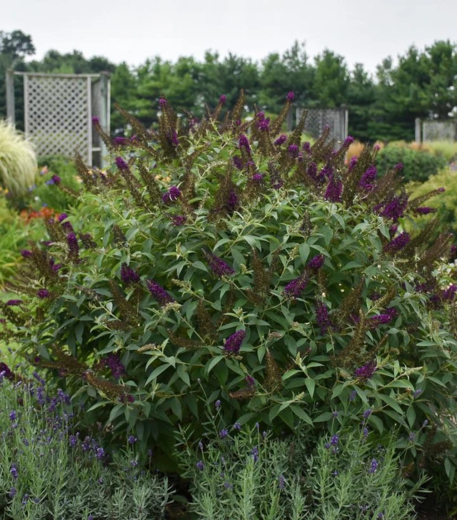 Monarch Dark Dynasty Butterfly Bush planted with lavender