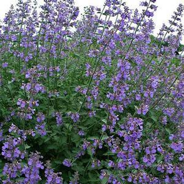 Cat's Pajamas Catmint Plant Addicts