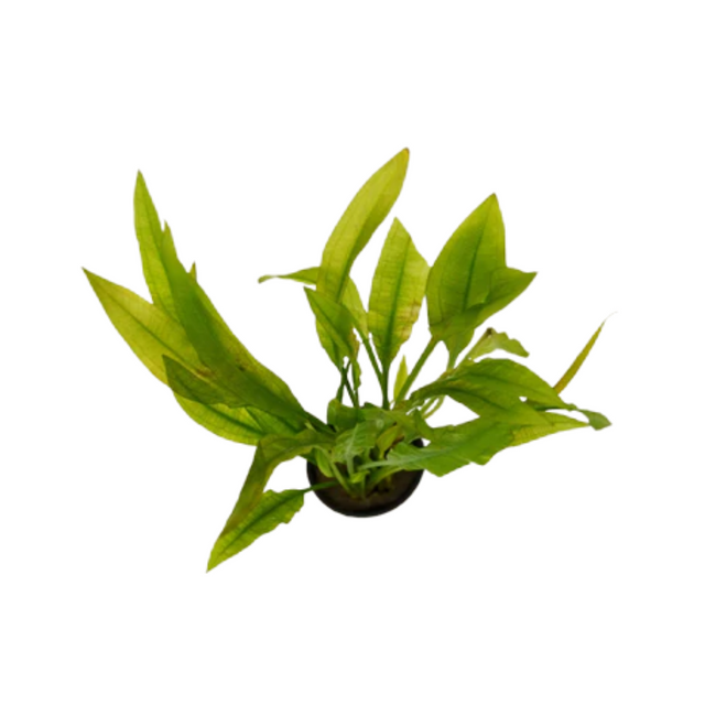 Amazon Sword Plant Plant Addicts