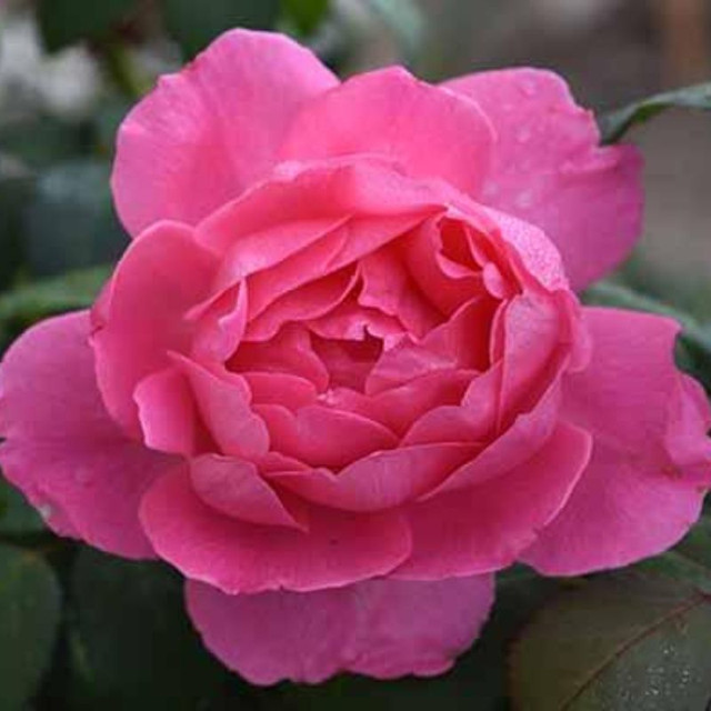 True Friendship Rose | Plant Addicts