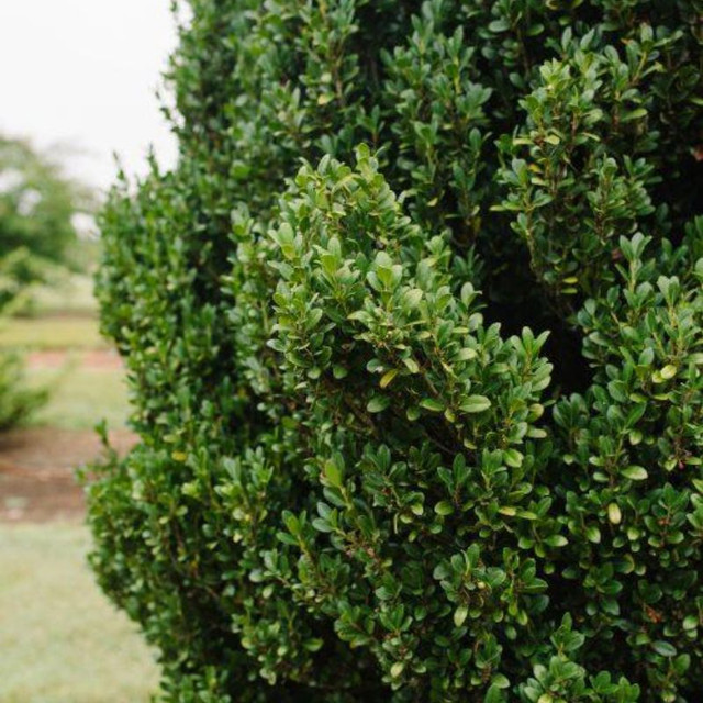 Brass Buckle® Japanese Holly Plant Addicts