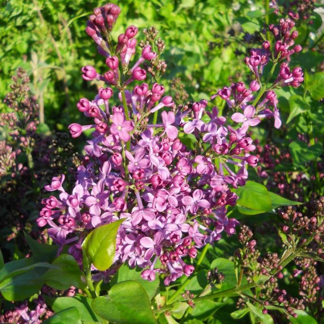 Bloomerang® Dwarf Purple Lilac | Plant Addicts