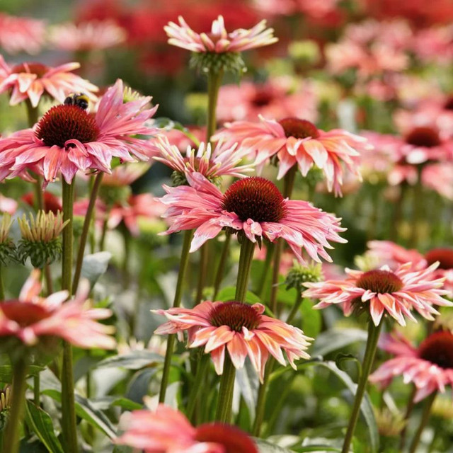 Double Coded™ Raspberry Beret Coneflower | Plant Addicts