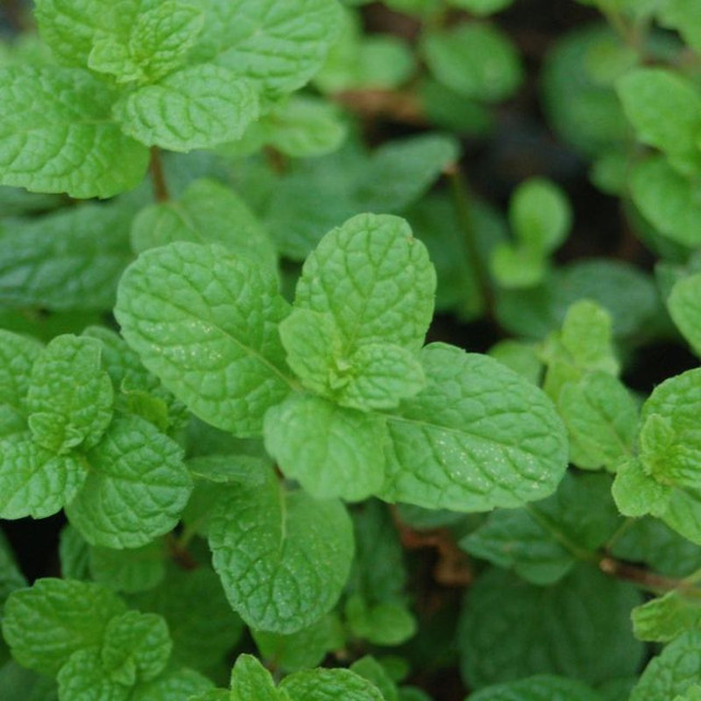 Benefits Of Chocolate Mint Plant