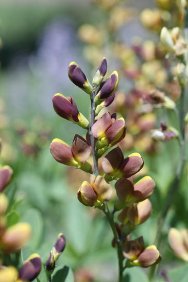 Decadence® Cherries Jubilee False Indigo Plant Addicts