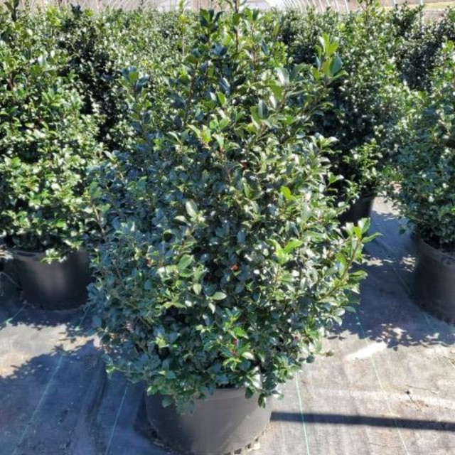 Blue Maid Holly Plant Addicts