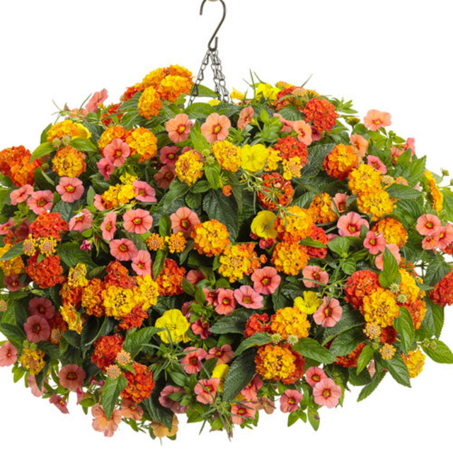 Luscious® Basket Tangeloâ ¢ Lantana Plant Addicts