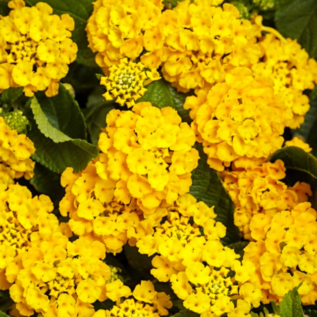 Lantana Plants For Sale Plant Addicts