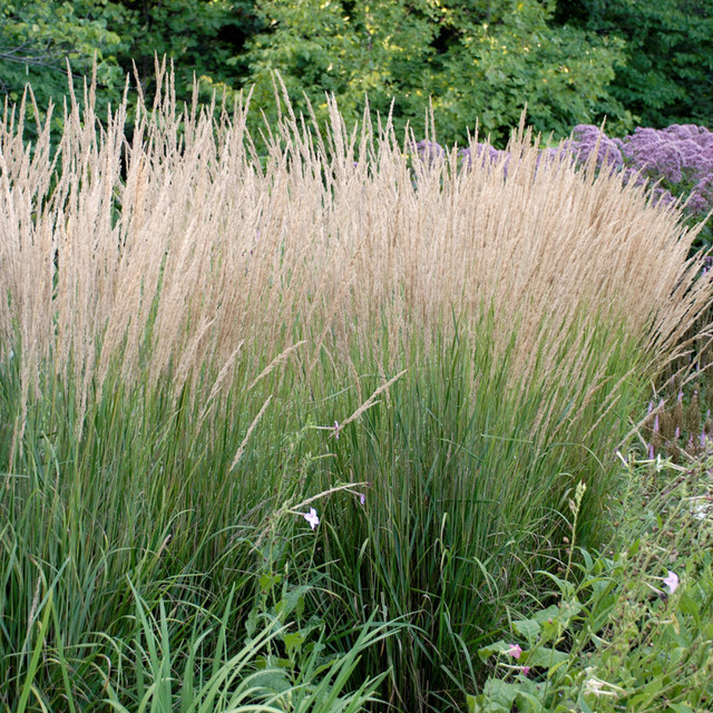 Korean Feather Reed Grass Plant Addicts