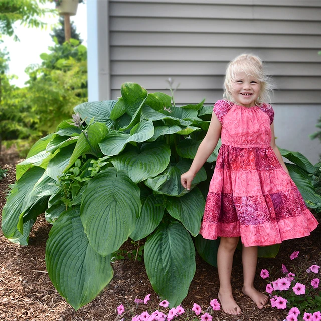 Large mature Shadowland Empress Wu Hosta in a shaded foundation planting