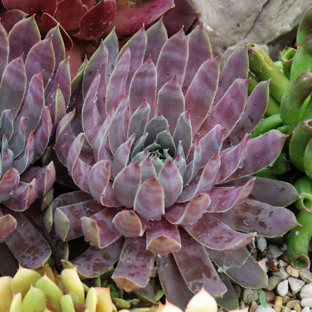 Chick Charms® Chocolate Kiss Hens & Chicks