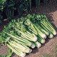 Tango Celery Harvested From The Garden