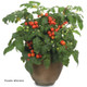 Tempting Tomatoes Goodhearted Plants Growing in Garden Pot