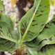 Poquito Banana Leaves