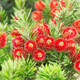 Light Show Bottlebrush flowering