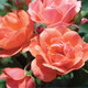 Coral Knock Out Rose Blooms and Petals