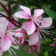 Gaura Plant Flowers and Foliage