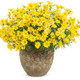Golden Butterfly Marguerite Daisy Covered in Blooms in Decorative Pot