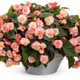 Large Double Delight Blush Rose Begonia Plant in Decorative Planter