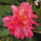 Funky® Pink Begonia Blooming