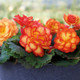 Nonstop® Fire Begonia Plant Blooming