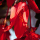 Santa Cruz Sunset Begonia Close Up