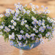 Blue Zephyr Brachyscome in Planter with Blue Flowers