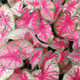 Heart to Heart® Radiance Caladium Foliage