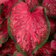 Heart to Heart® Scarlet Flame Caladium Foliage