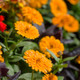 Lady Godiva® Orange English Marigold Flowers and Foliage