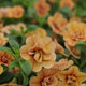 Superbells Double Amber Calibrachoa Flowers and Foliage