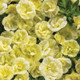 Superbells® Double Chiffon Calibrachoa flowers closeup