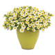 Superbells  Over Easy™ Calibrachoa Flowers In a yellow pot