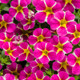 Superbells® Rising Star Calibrachoa Flowers and Foliage