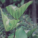 Coffee Cups Colocasia Leaves Forming a Cup