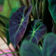 Illustris Colocasia Leaves Close Up
