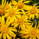 High Noon® Bush Daisy Flowers and Foliage