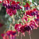 Fuchsia Dark Eyes Flowers