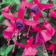 Shadow Dancers® Marcia Fuchsia Flowers and Foliage