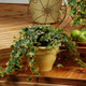 Proven Accents® Yellow Ripple Ivy spilling in patio planter