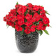 Infinity® Red Impatiens in Black Planter