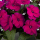 SunPatiens Compact Royal Magenta Impatiens Blooming in the Garden