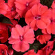 SunPatiens®Compact Deep Rose Impatiens Flowers