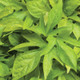 Sweet Caroline Kiwi Sweet Potato Vine Foliage